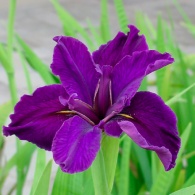 iris-çiçeği1